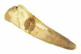 Fossil Spinosaurus Tooth - Real Dinosaur Tooth #268323-1